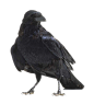 黑色乌鸦渡鸦飞翔鸟类恐怖剪影PNG免抠元素图片后期合成PS素材
