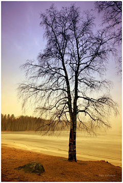 Liwenxuang采集到50 Beautiful Examples of Tree Ph