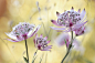 【高清图片】色彩构图极为出色 可做壁纸的花卉摄影-ZOL数码影像