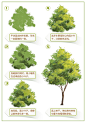 新手向—树的画法教程！3 大要点教你​画树、树叶以及树桩