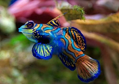 hmjuan1987采集到海洋生物