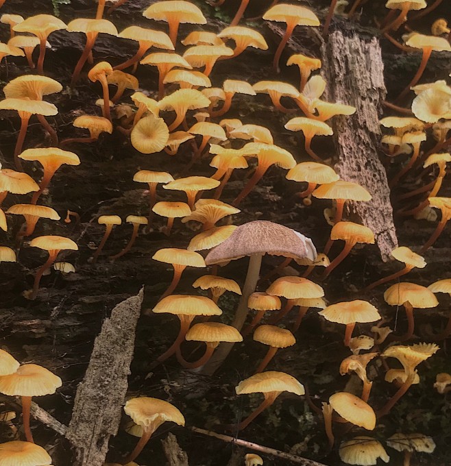 {大自然}实拍植被01（菌类，果实）