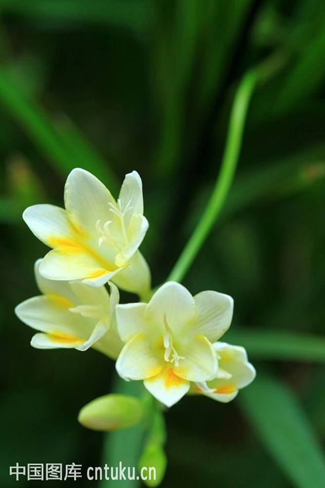 小苍兰 小苍兰，拉丁学名（freesia hybrida klatt）为鸢尾科香雪兰属，多年生球根花卉。叶子线形，质硬；早春开花，有黄、白、紫 ...