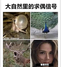 ·王者农药·采集到其他