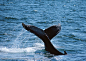 海洋生物-鲸鱼尾巴掀起水珠潜入海里高清桌面图片素材