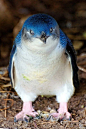 企鹅目·企鹅科·小蓝企鹅属：小蓝企鹅