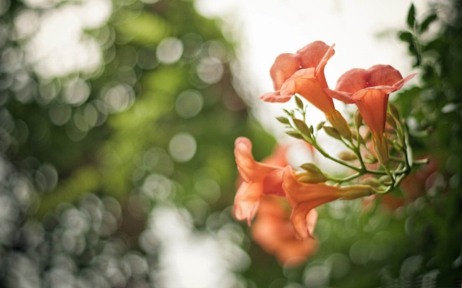 pink_flowers-2012_Ae...