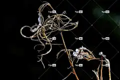 绵羊礼物 Mac壁纸 花卉背景 美丽的花朵 壁纸4K 褪色 4K壁纸