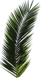 palm_tree_tube_stock_vi_png_by_digitaltwist-d30semg.png (650×1228)