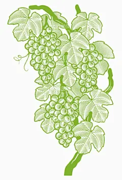 手绘插画葡萄藤矢量图  - 源文件下载【酷图网】手绘,插画,葡萄藤,矢量图,葡萄,葡萄架,农业,植物
