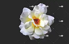 玫瑰 花壁纸 花朵 植物 玫瑰花 花卉背景 自然 美丽的花朵