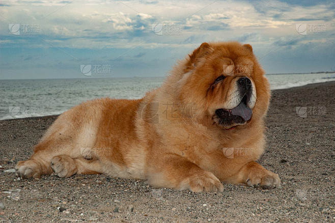 松狮犬，纯种，棕色松狮犬