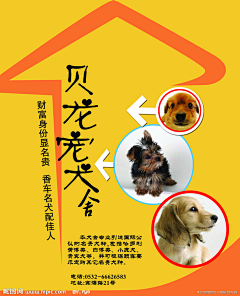 艾岛采集到萌宠