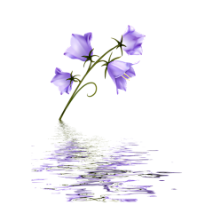 禾-乃采集到花花草草PNG