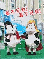 伊利奶牛_卡通动物_QQ表情包下载_表情网