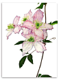Anna Knights - contemporary botanical paintings - botanical art - original watercolours - flower paintings - fruit paintings - vegetable paintings - limited edition giclee prints - greetings cards: