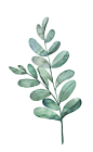 Watercolor - Leaf : Watercolor leaf