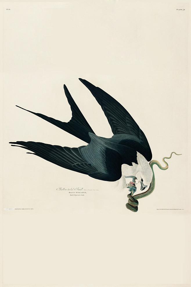 美国鸟类：燕尾鸢