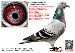 中信网铭鸽展厅- 信鸽|赛鸽|种鸽|子代鸽|外籍鸽|赛绩鸽|公棚鸽
