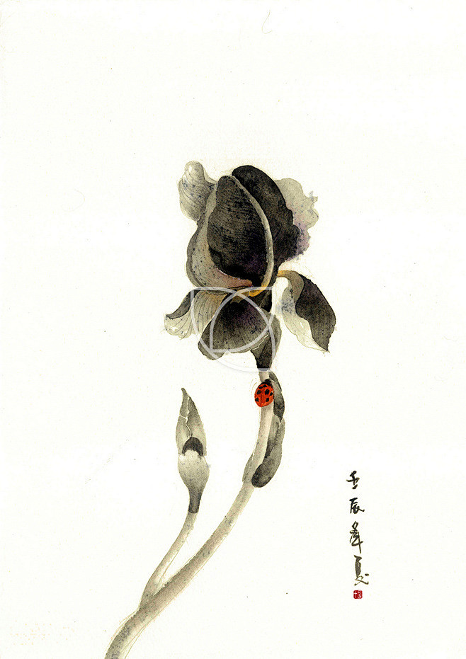 【时花】—— 中国风手绘