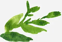 水彩芙蓉花卉艺术手绘彩绘水彩插画高清素材 免扣手绘彩绘水彩插画 水彩芙蓉花卉艺术免扣 免抠png 设计图片 免费下载