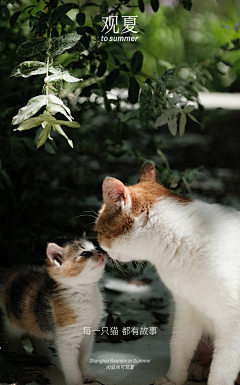 arieswu采集到猫猫喵