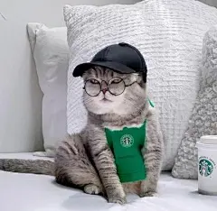 呆萌潮流小猫咪头像♥