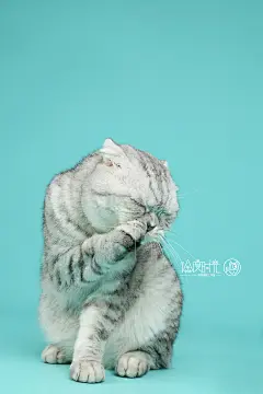 行走的表情包，严肃的大脸！ 哈哈～  徐度时光——棚拍系列