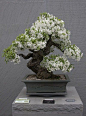http://gardenslovers.tumblr.com/post/31864495145/bonsai-care #bonsai
#盆景#