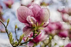 玉兰 花卉背景 Mac壁纸 Windows壁纸 花朵 枝杈