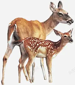 小鹿母女手绘高清素材 平面电商 创意素材 png素材