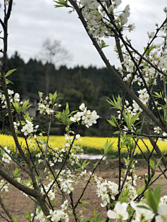 totto太郎采集到美物　花