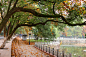 Trees of Wuhan University by Heidi Z on 500px