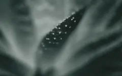 温柔的仙人掌高清特写壁纸桌面壁纸1