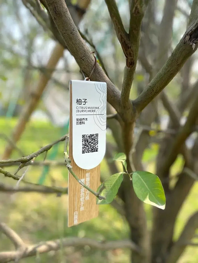 小巧又精致的树名牌，制作简单效果又好看！-花瓣网