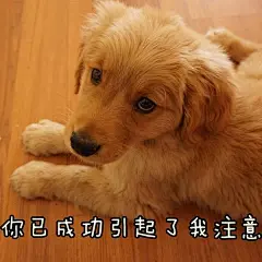 说好的狗狗表情包呢，当然是在这里啦！