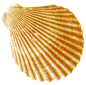 海螺
