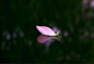 一片落花