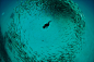 BIRDFOCUS