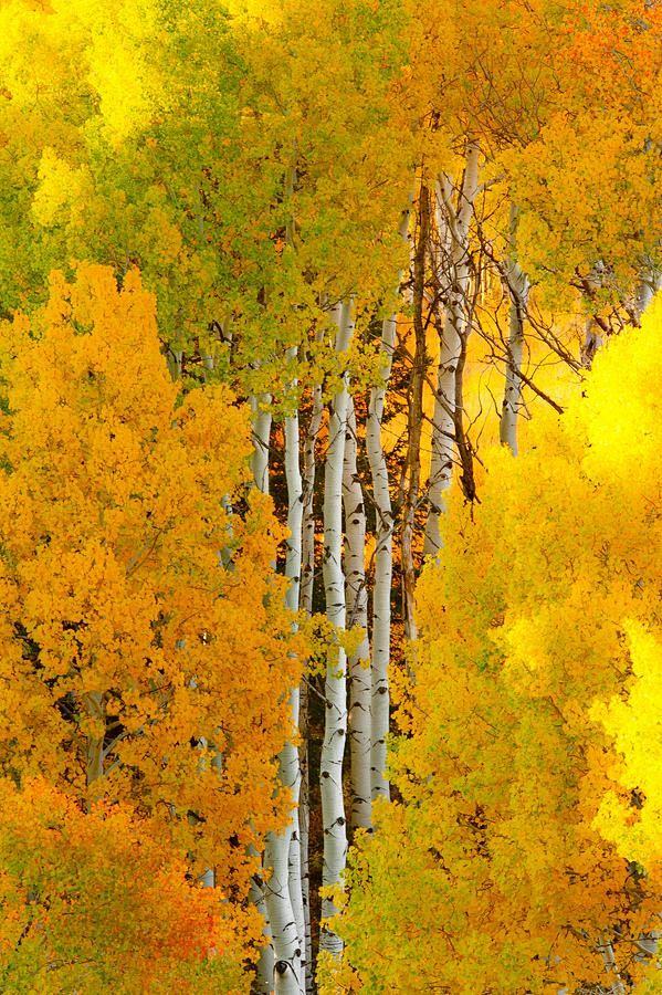 Colorado Fall