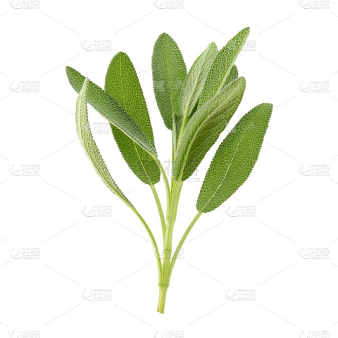 植物,鼠尾草,分离着色,白色背景,素食,...