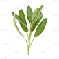 植物,鼠尾草,分离着色,白色背景,素食,生物学,线绳,泰国,装饰菜,植物学