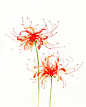 花之绘