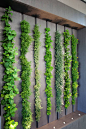 厨房里的这面生活墙可以用作室内药草园#LivingWall #HerbGarden #Kitchen