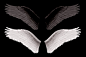 白翅膀和黑翅膀分层素材-2_其它素材_联盟素材