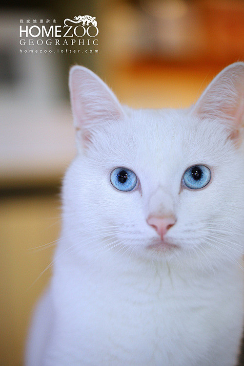 猫的眼