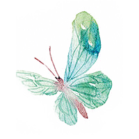 蝴蝶PNG