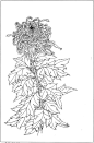 白描《菊》