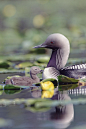 Pacific Loon | Amazing ✈ World