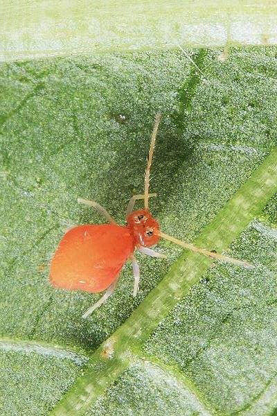 弹尾目跳虫科跳虫